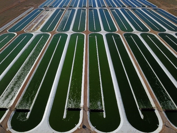  acre ponds growing Nannochloropsis at the Columbus, New Mexico 