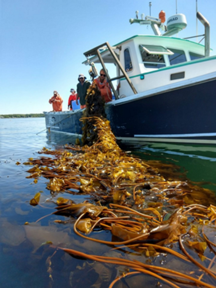 InShore Harvesting of Kelp at the University of New Hampshire.