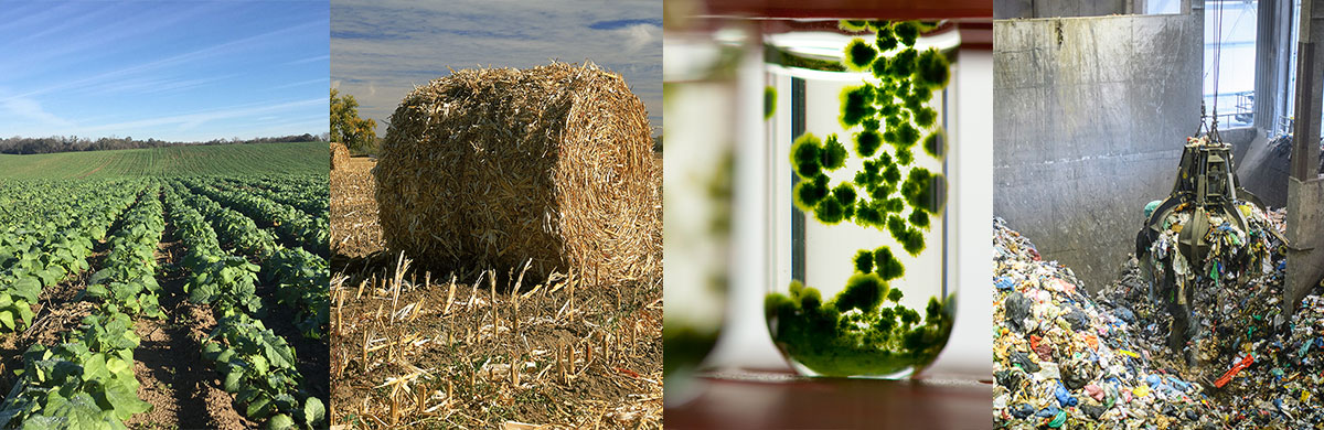 row of crops, rolled hay and algae growing in a test tube