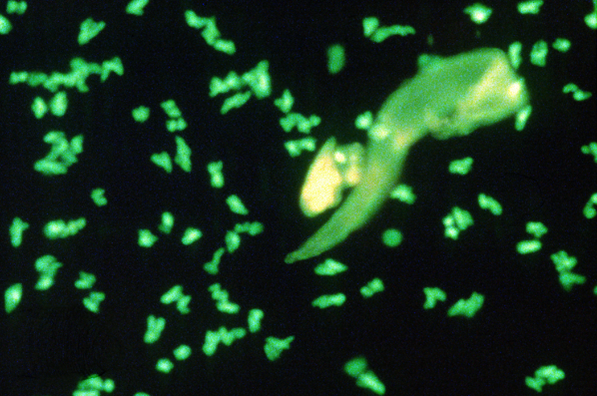 Photo of Zymomonas mobilis, a metabolically engineered bacteria