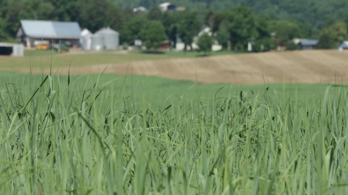 Young switchgrass crops in a field