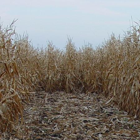 a photo of a field of cut corn